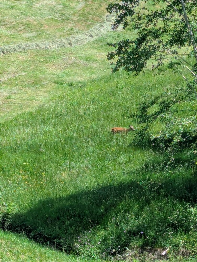 Deer on the Hirschberg