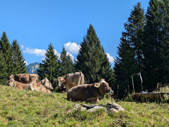 Hiking trail in the Bregenzerwald