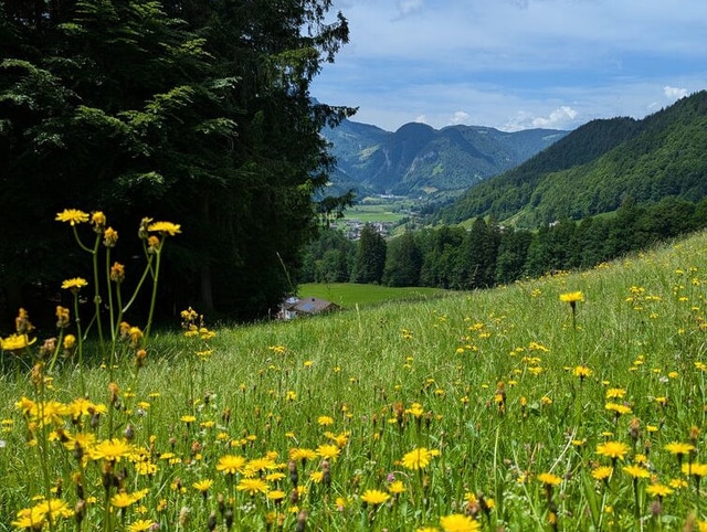 Meadow on the Hirschberg