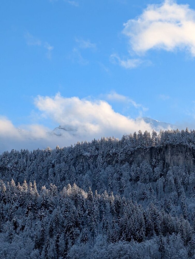 Snow-covered forest